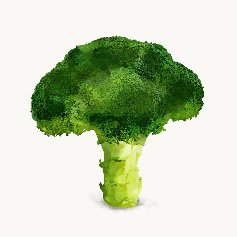 Watercolor broccoli clipart, vegetable illustration vector art