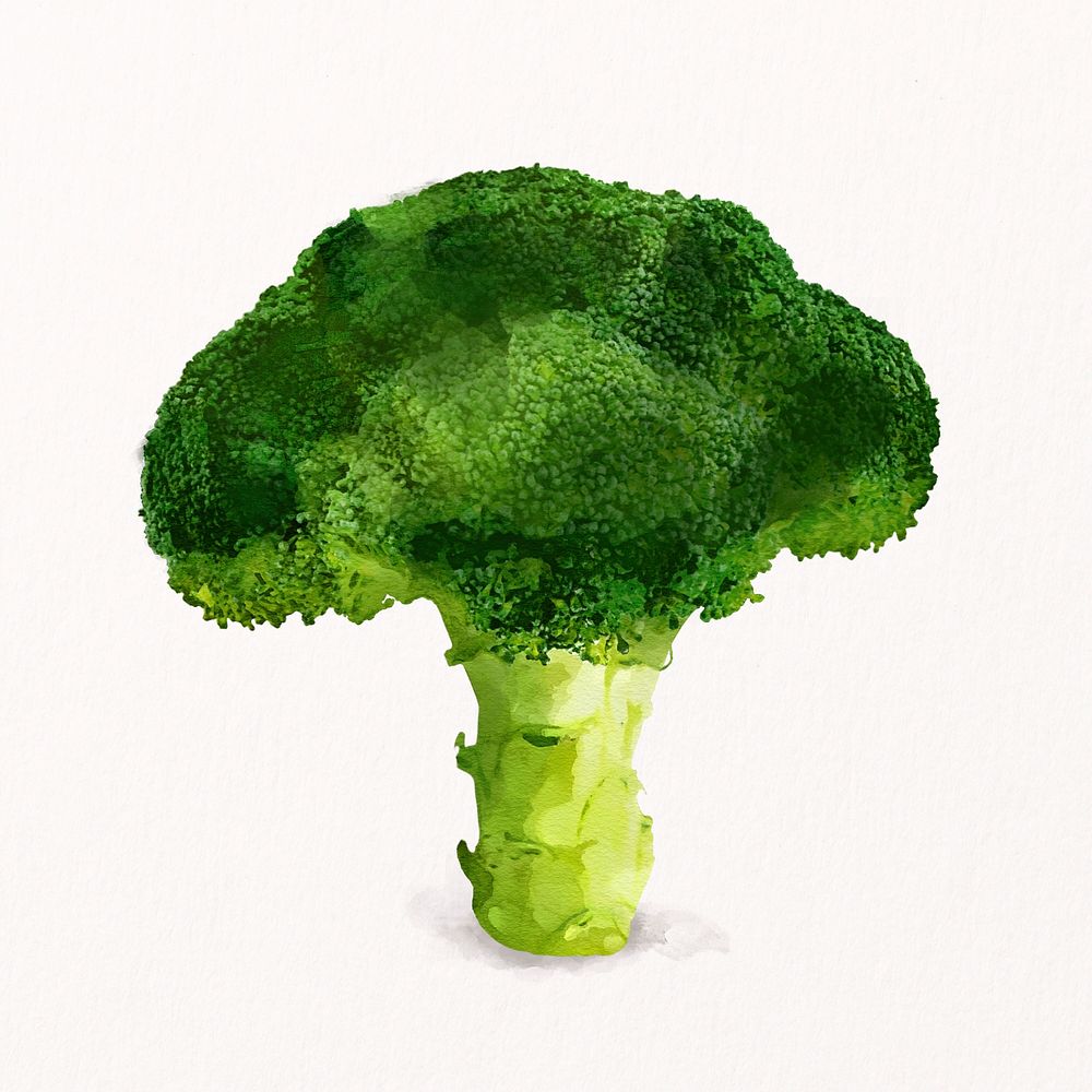 Watercolor broccoli clipart, vegetable illustration psd