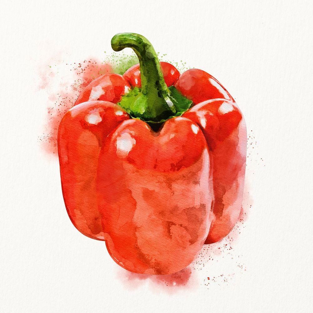 Watercolor red bell pepper illustration, vegetable drawing graphic