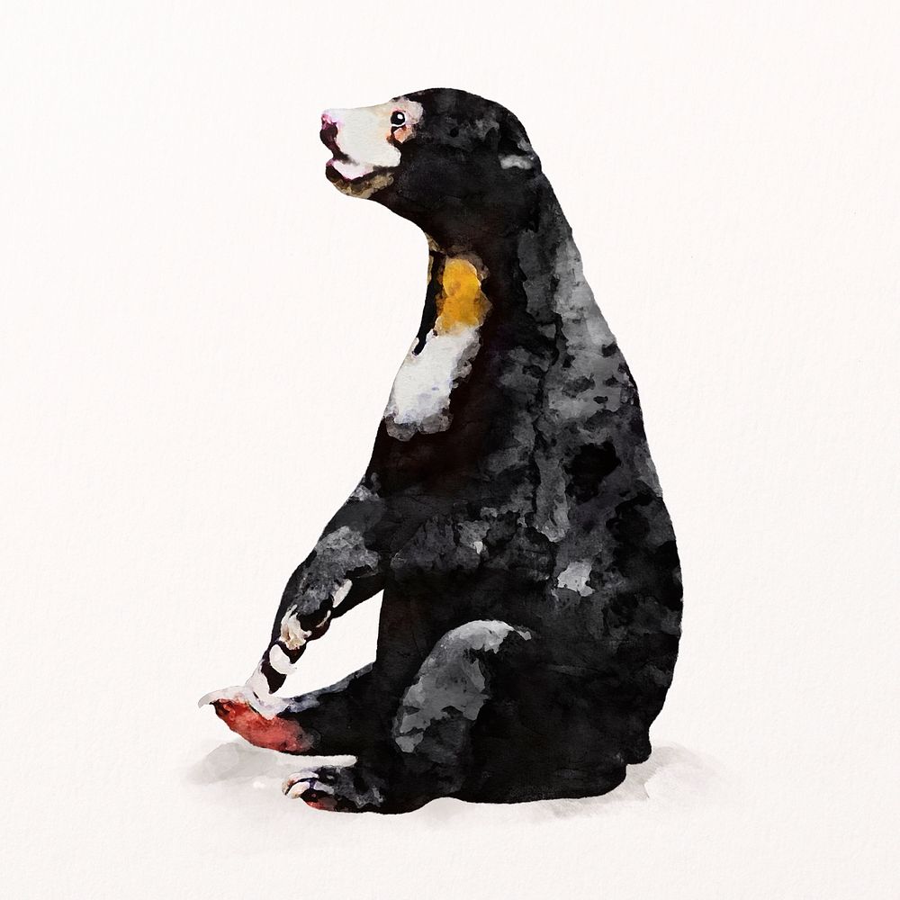 Watercolor black bear illustration, animal design psd