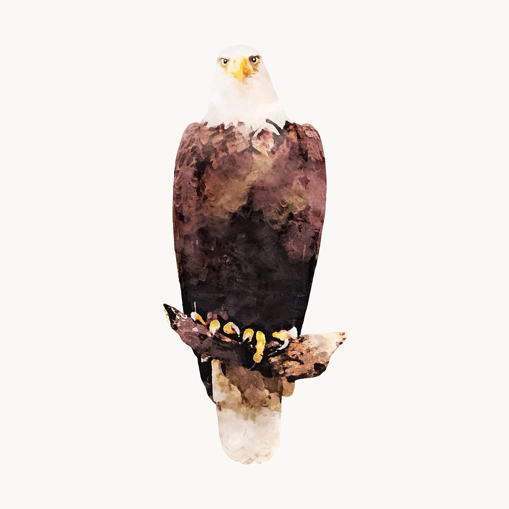 Eagle watercolor illustration, animal design vector