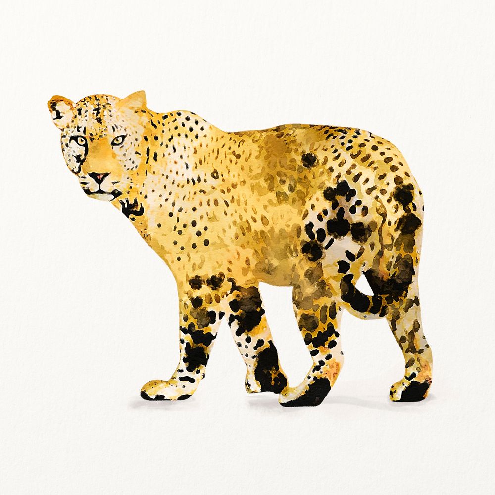 Leopard watercolor illustration, cute animal design