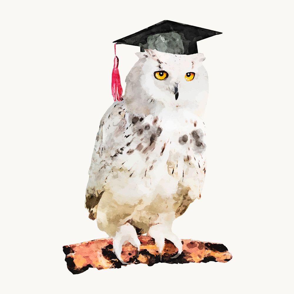 Graduation owl watercolor illustration, animal design vector