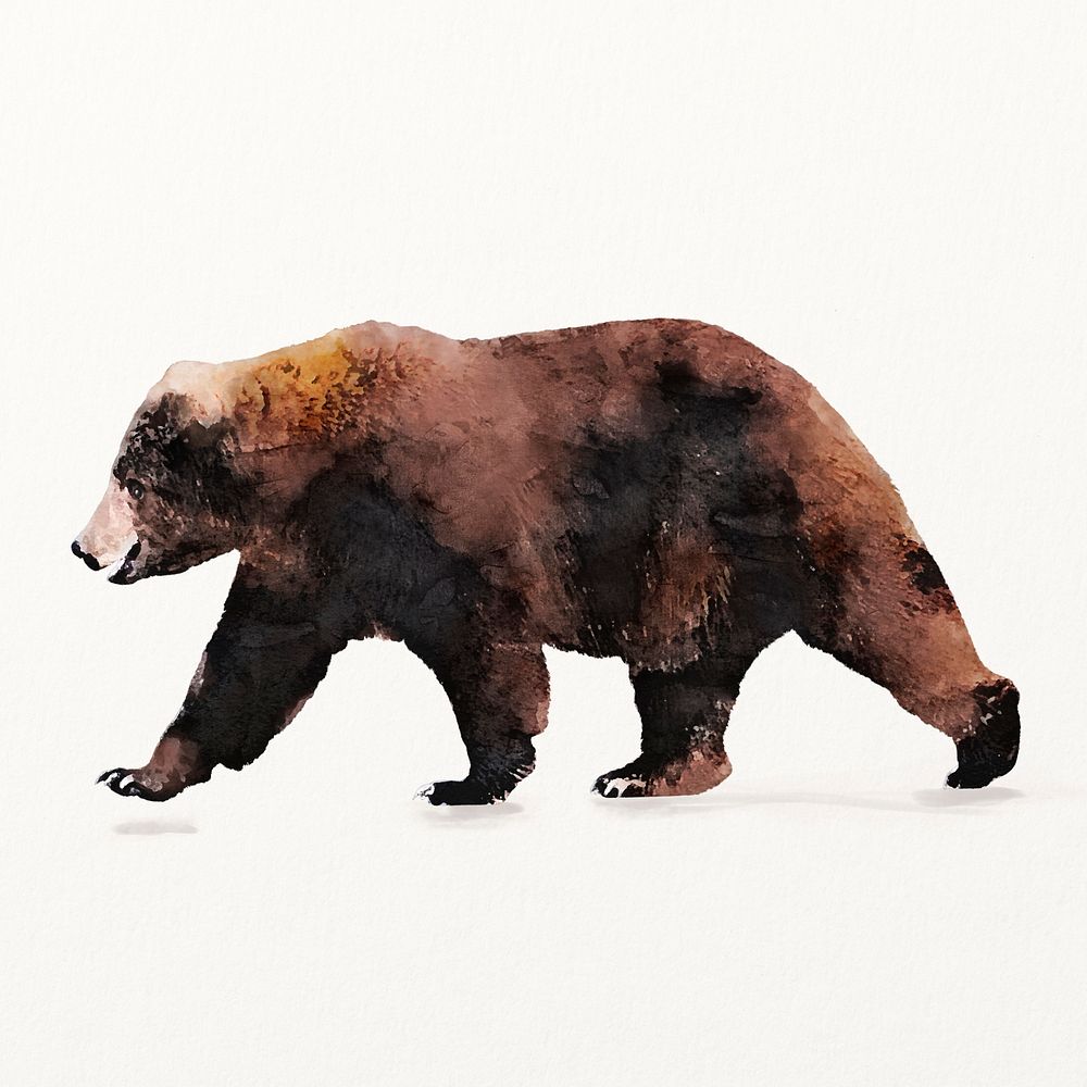 Brown bear illustration, animal watercolor design