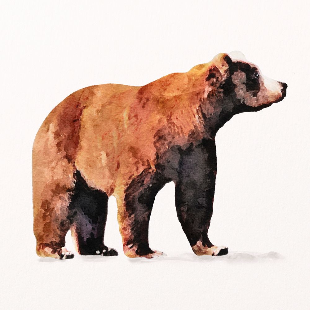  Grizzly bear watercolor illustration, animal design psd