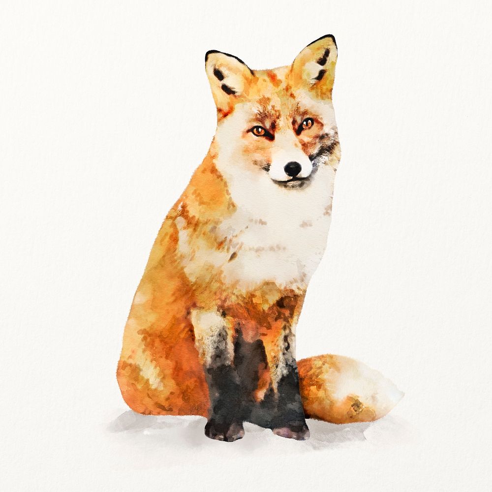 Fox illustration, animal watercolor design