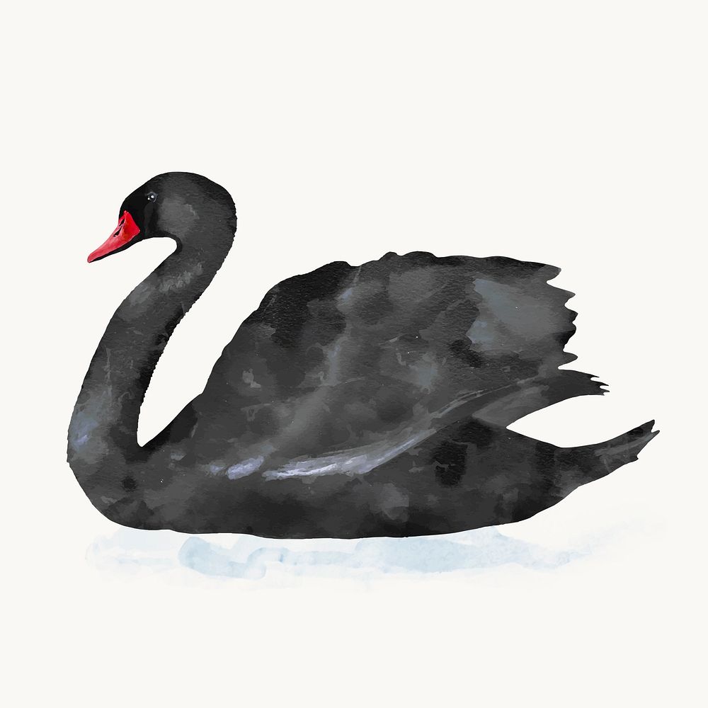 Black swan watercolor illustration, animal design vector