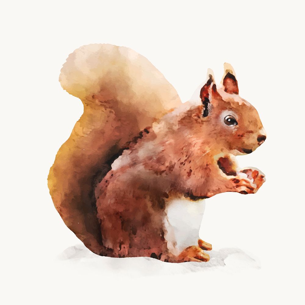 Squirrel watercolor illustration, animal design vector