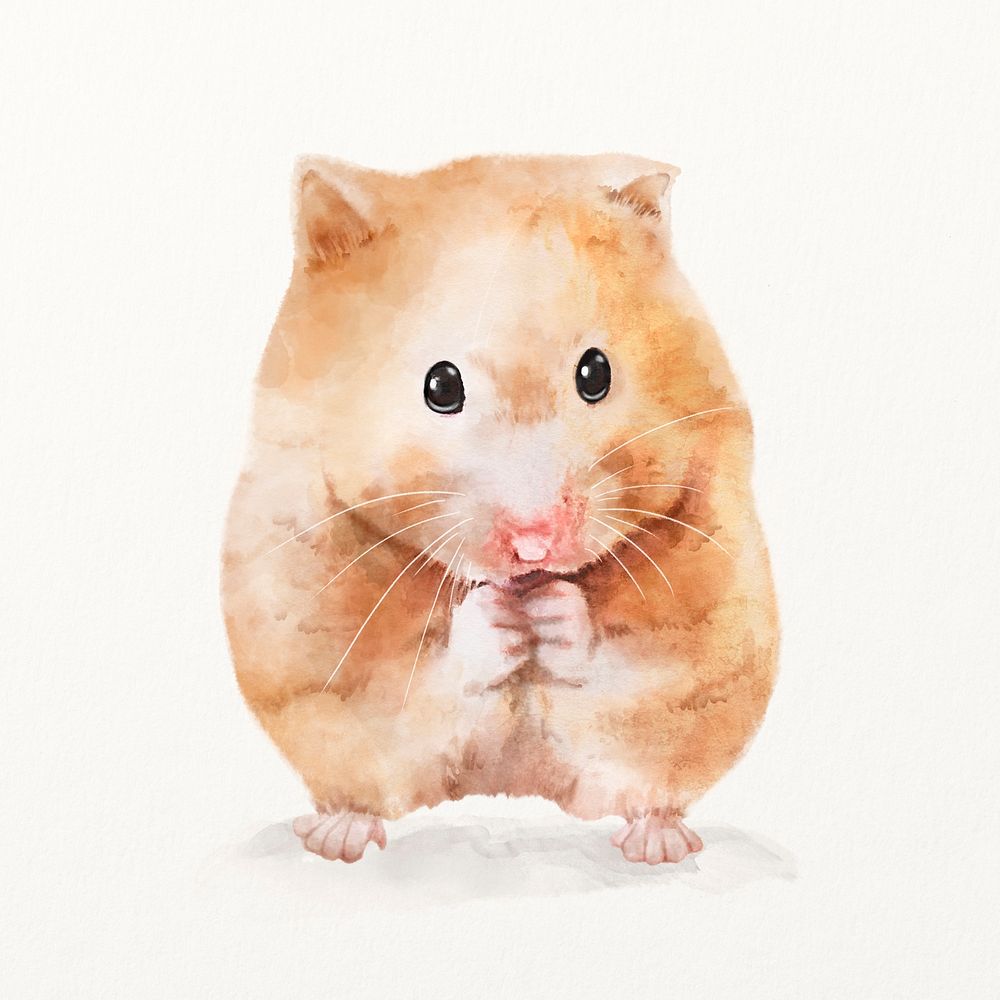 Golden hamster watercolor illustration, cute animal design