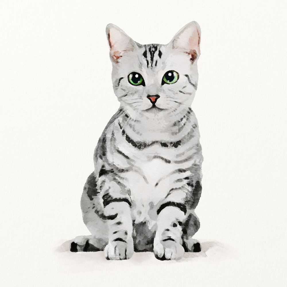American shorthair cat illustration, animal watercolor design