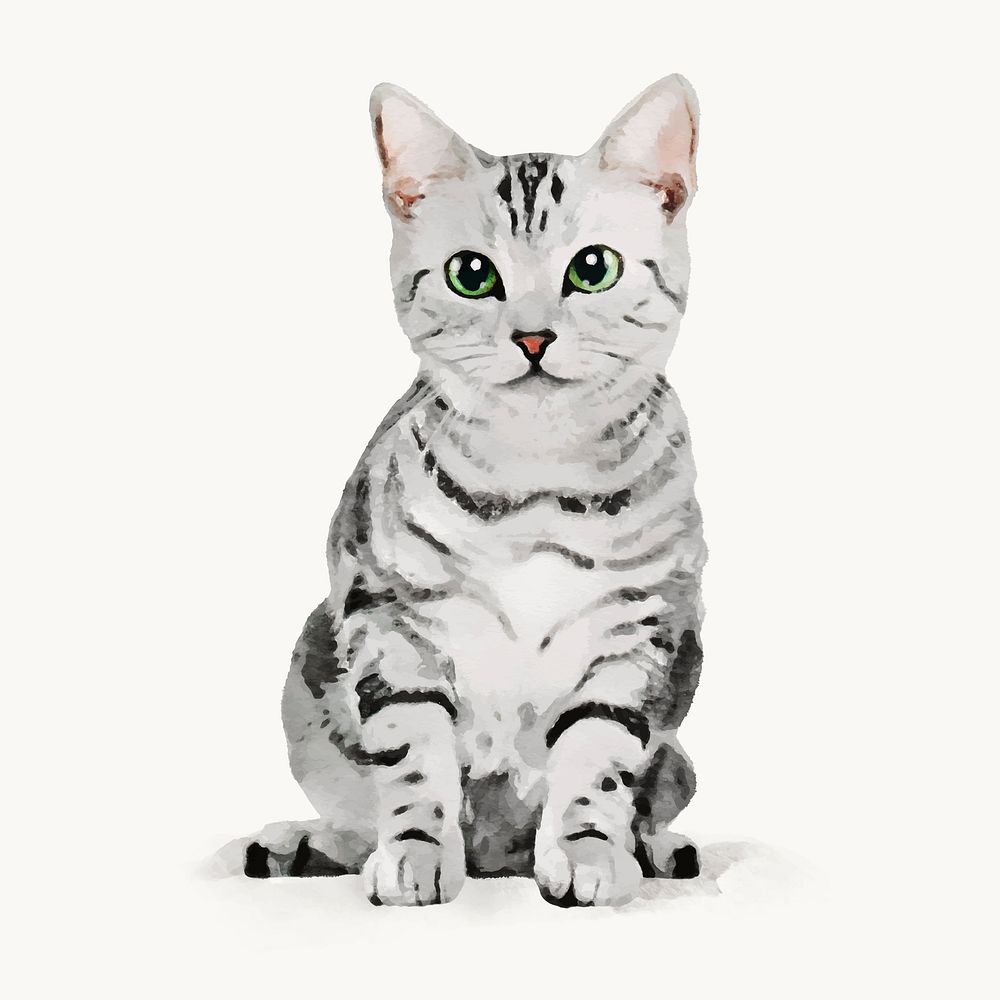 Watercolor cat illustration, American shorthair vector