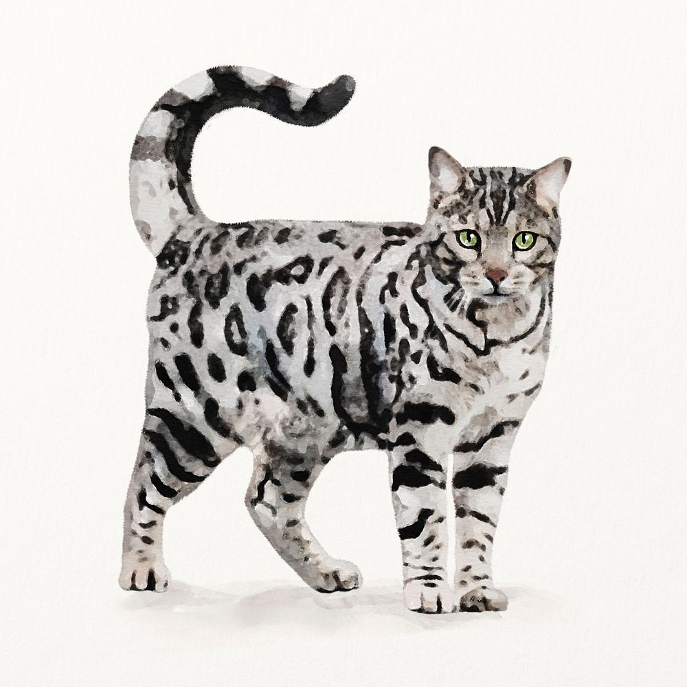 Bengal cat illustration, animal watercolor design