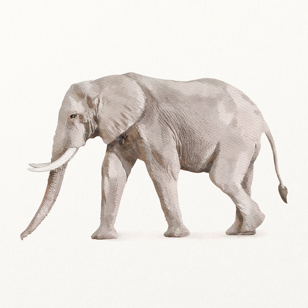 African elephant illustration, animal watercolor design