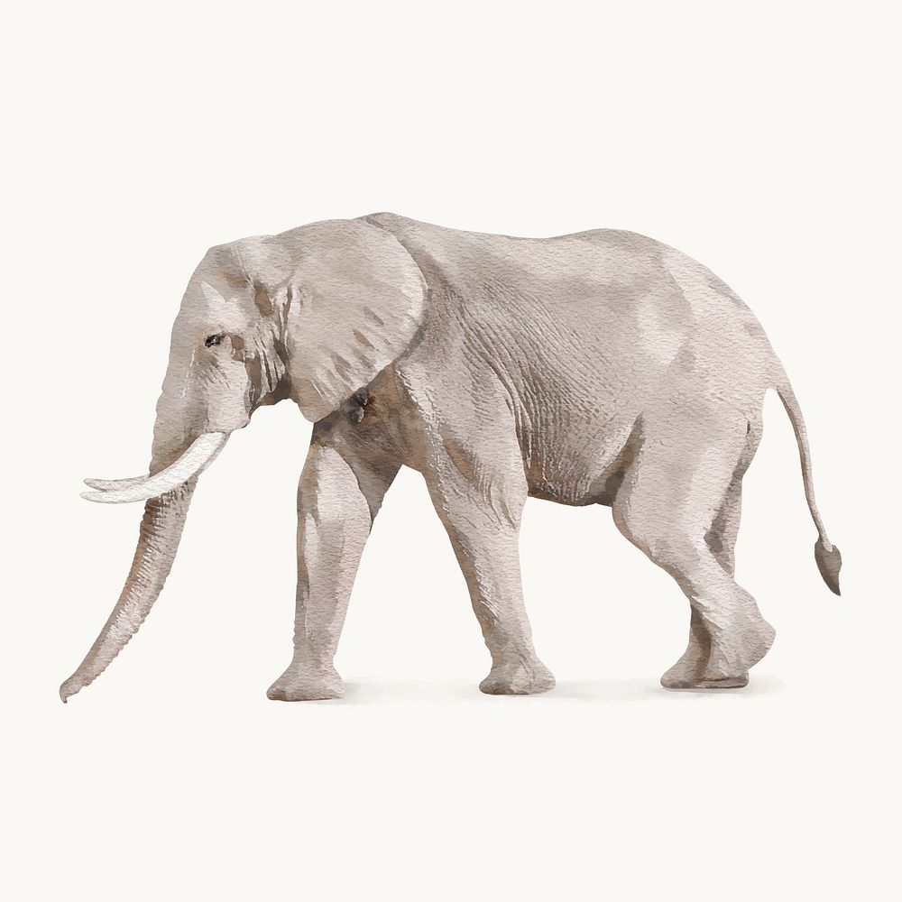 Watercolor elephant  illustration, animal design vector