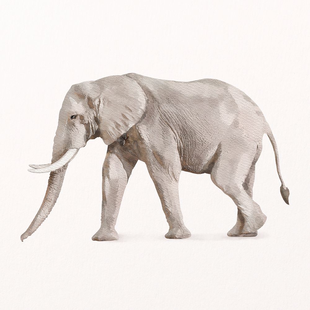 African elephant watercolor illustration, animal design psd