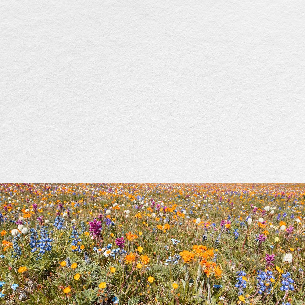 Spring flower field background, aesthetic border with paper texture