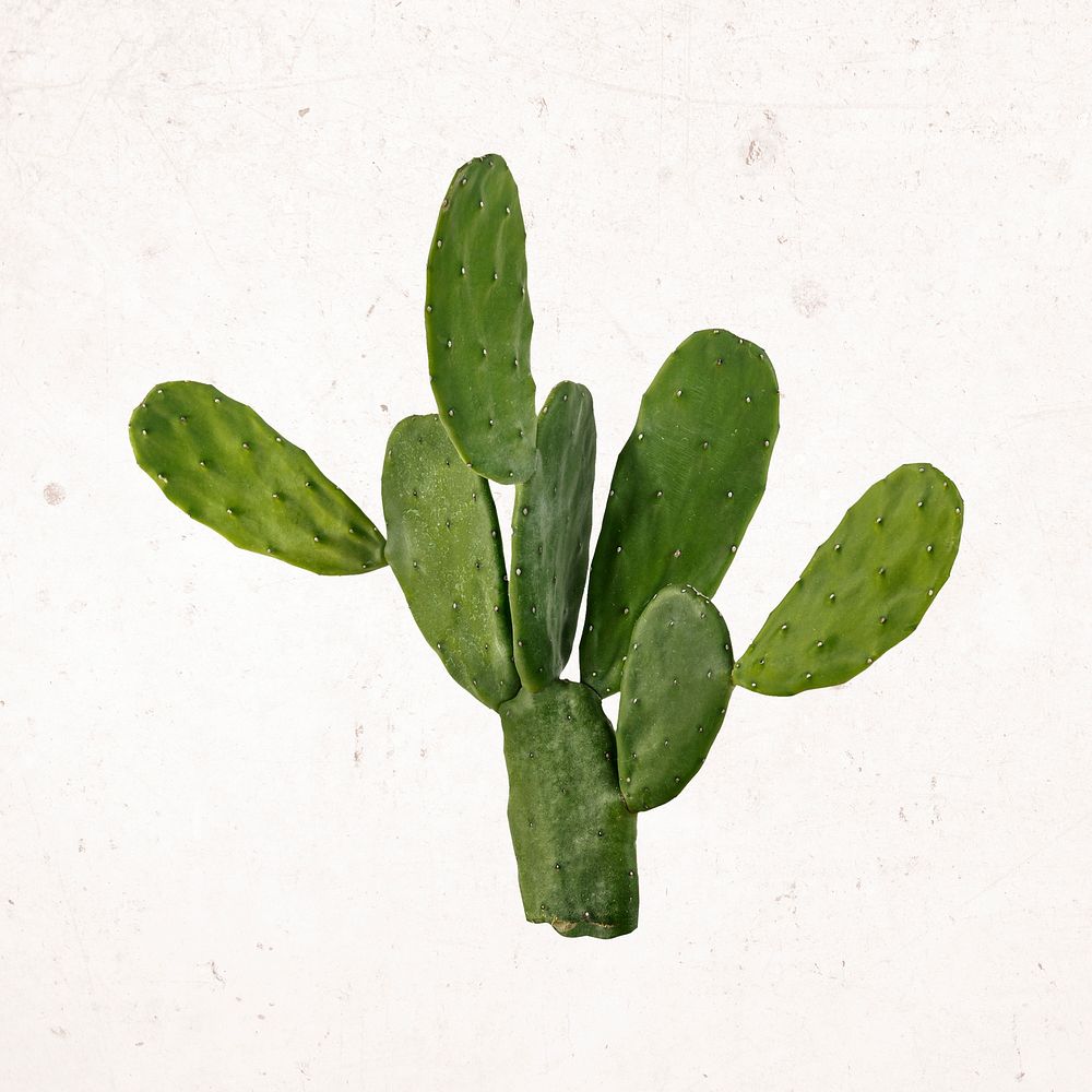 Aesthetic cactus clipart, desert plant psd