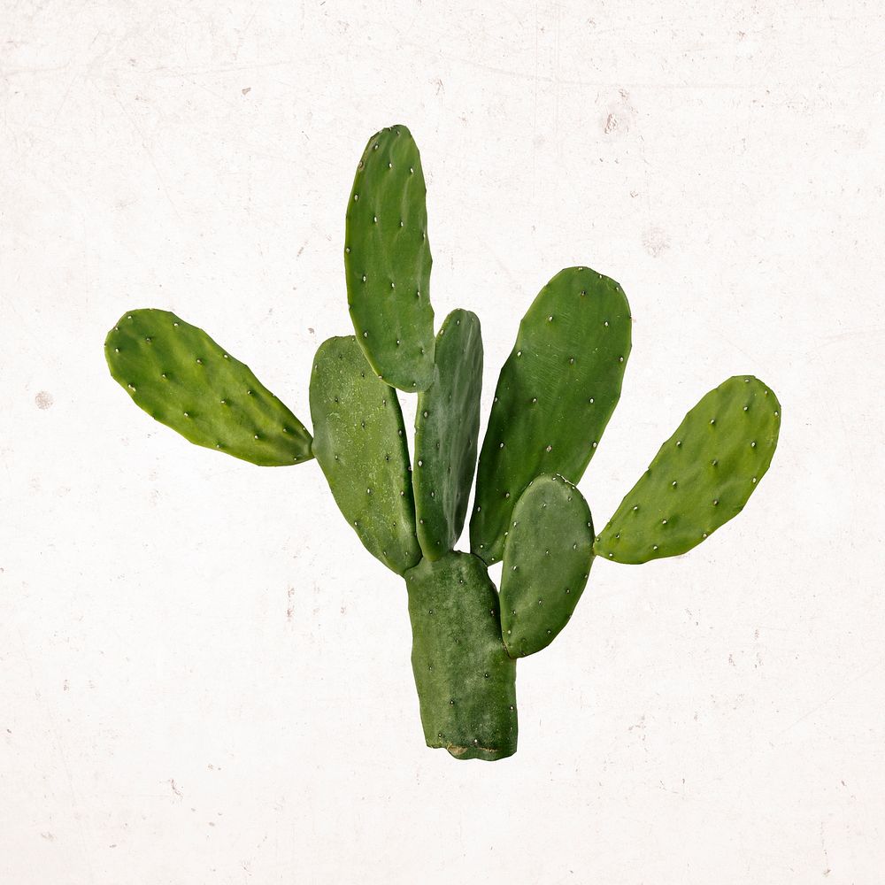 Aesthetic cactus clipart, desert plant 