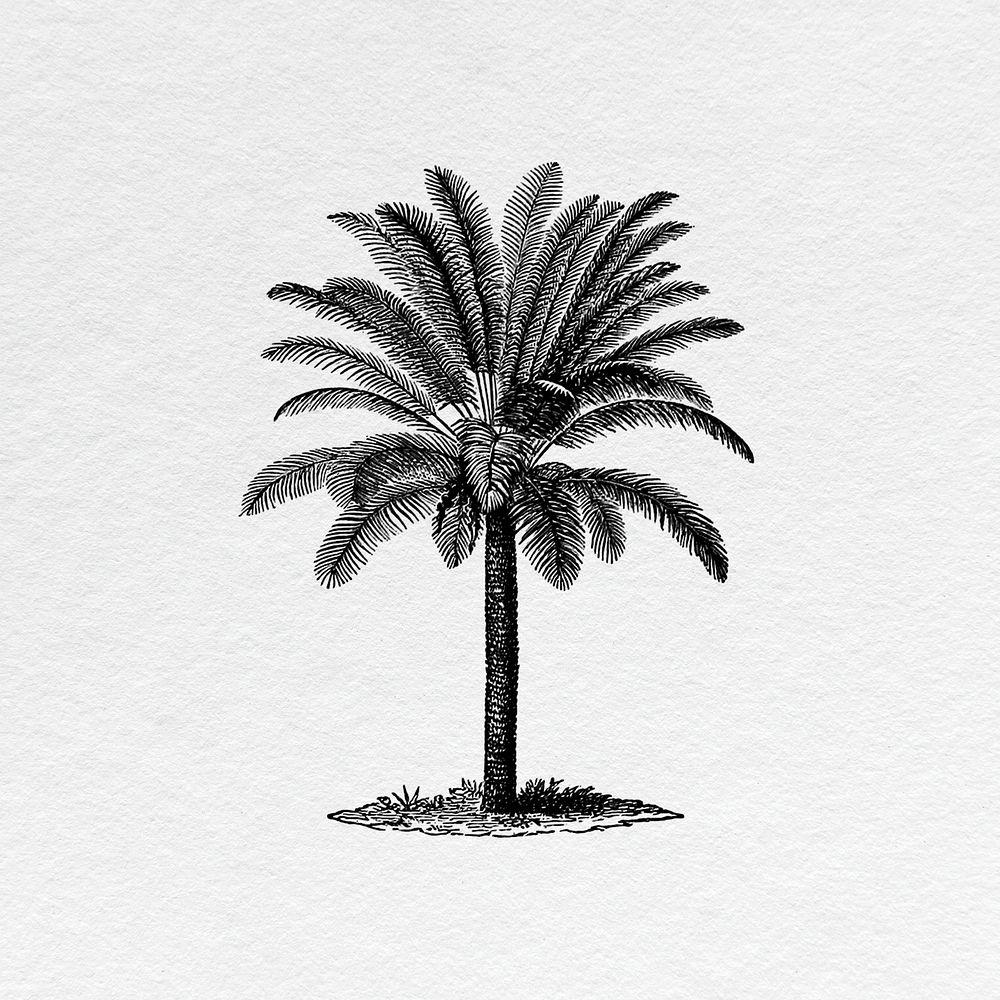 Vintage palm tree sticker, botanical illustration psd