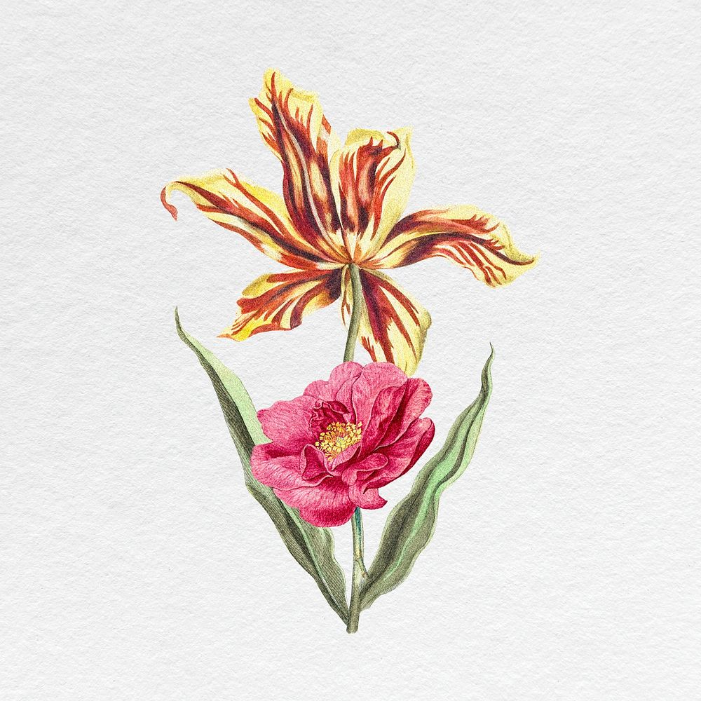 Blooming tulip, peony clipart, vintage flower illustration psd