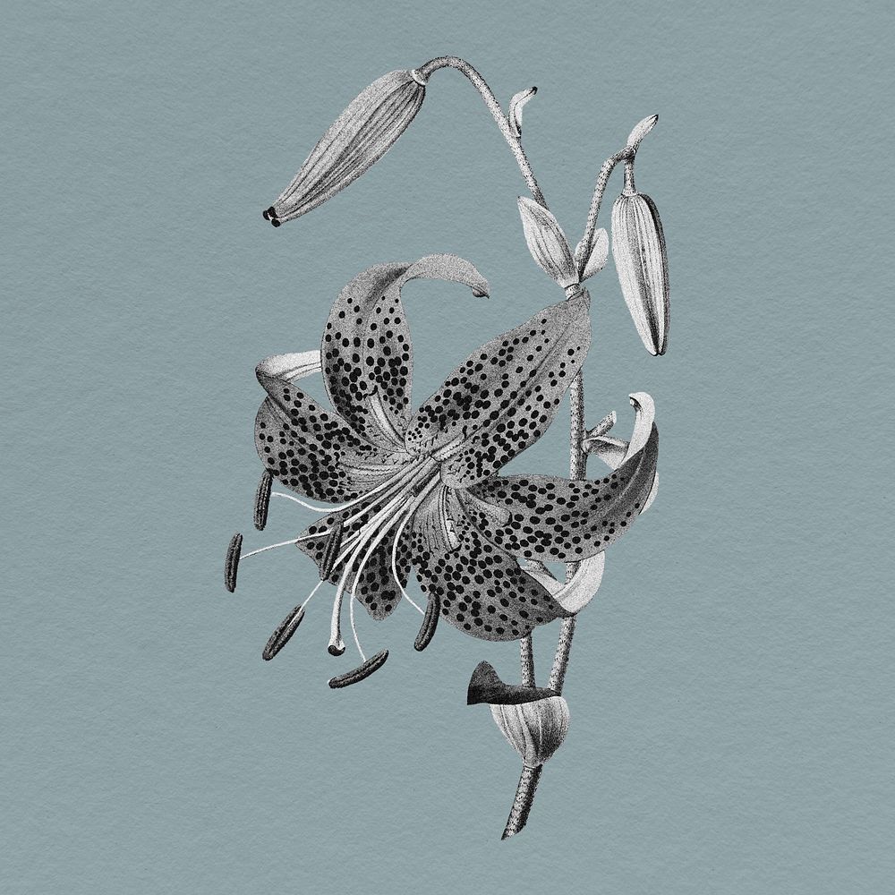 Tiger Lily sticker, flower illustration in black and white psd