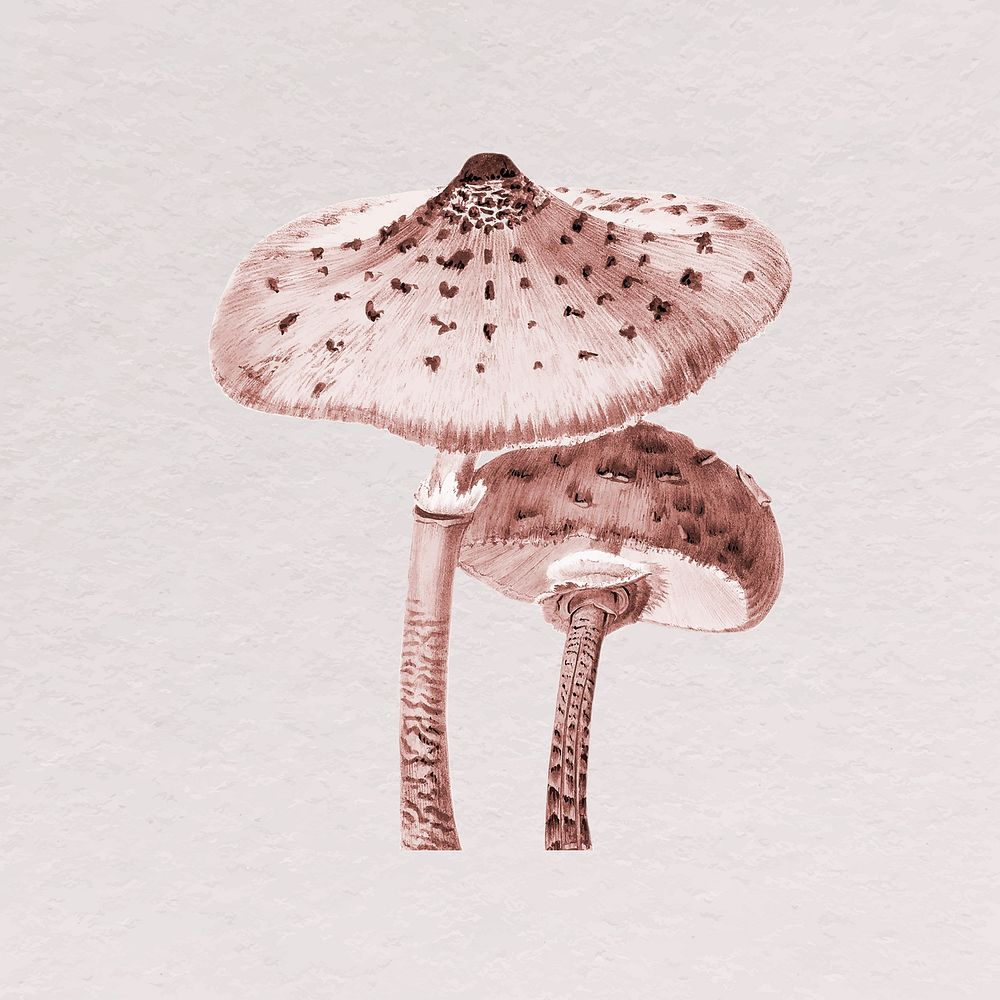 Wild mushroom clipart, vintage botanical illustration vector