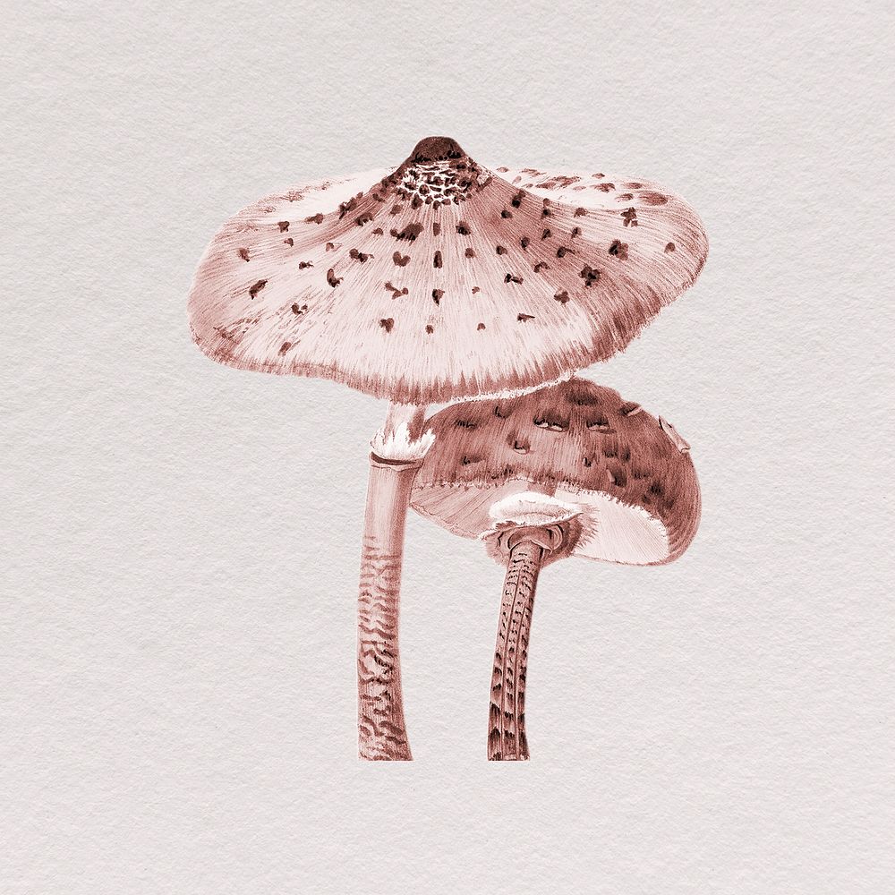 Wild mushroom clipart, vintage botanical illustration psd
