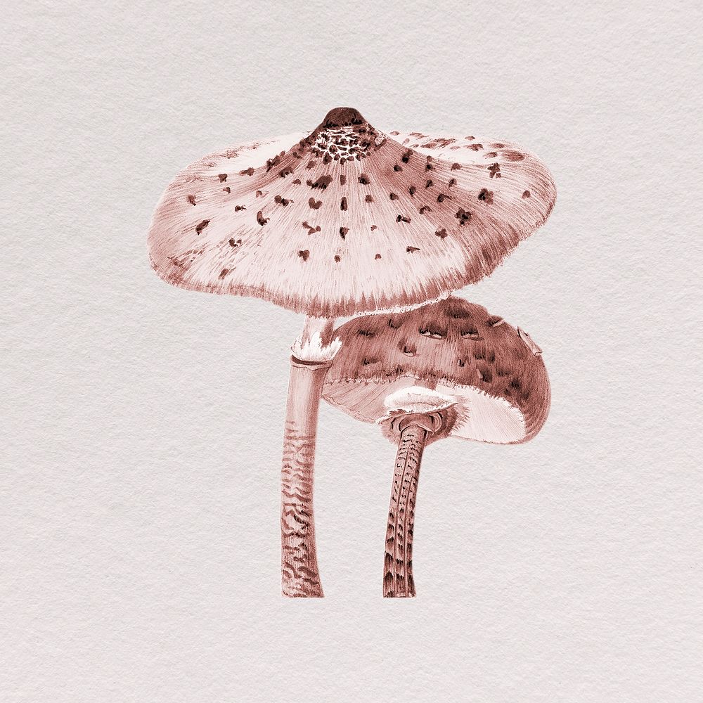 Wild mushroom clipart, vintage botanical illustration