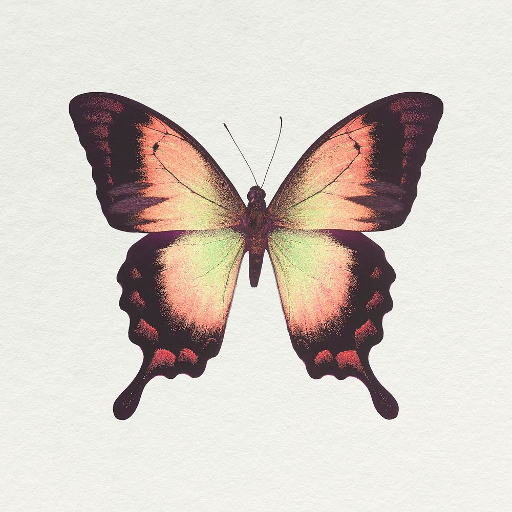 Brown Ulysses butterfly sticker, aesthetic insect illustration psd