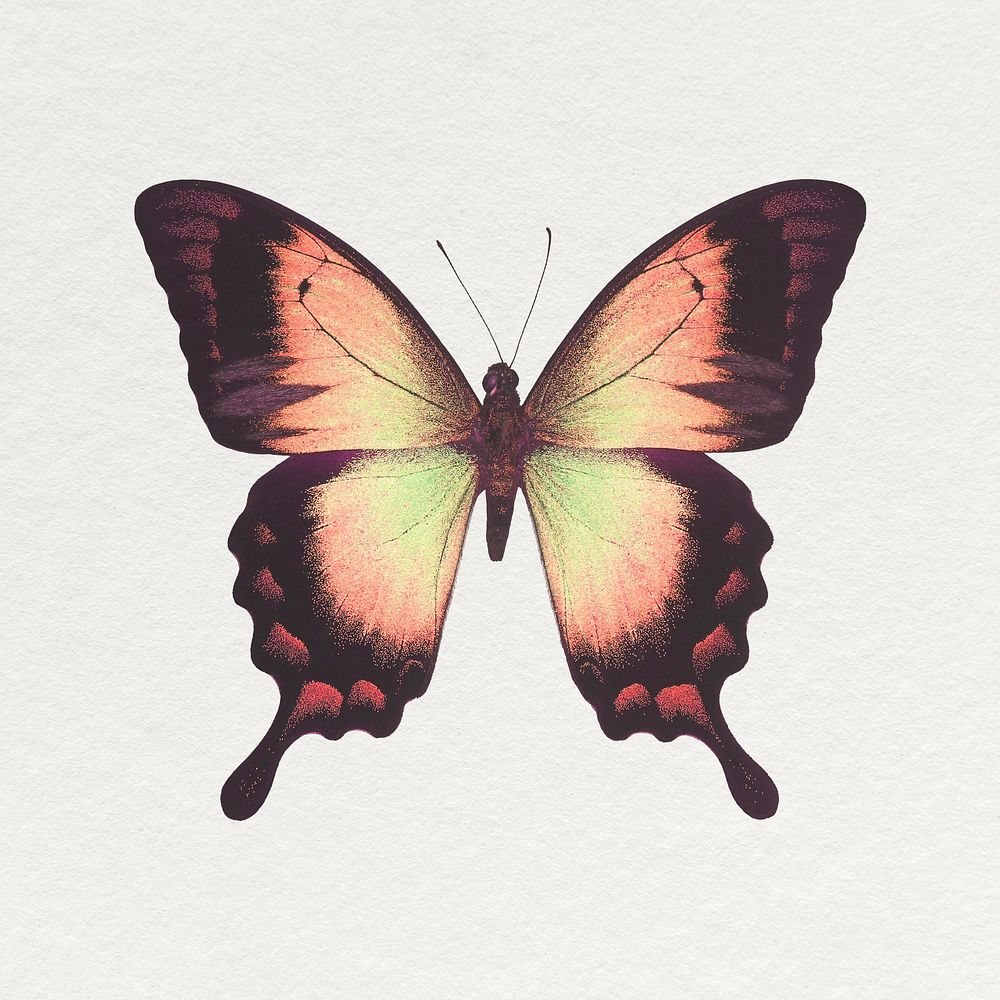 Brown Ulysses butterfly clipart, aesthetic insect illustration