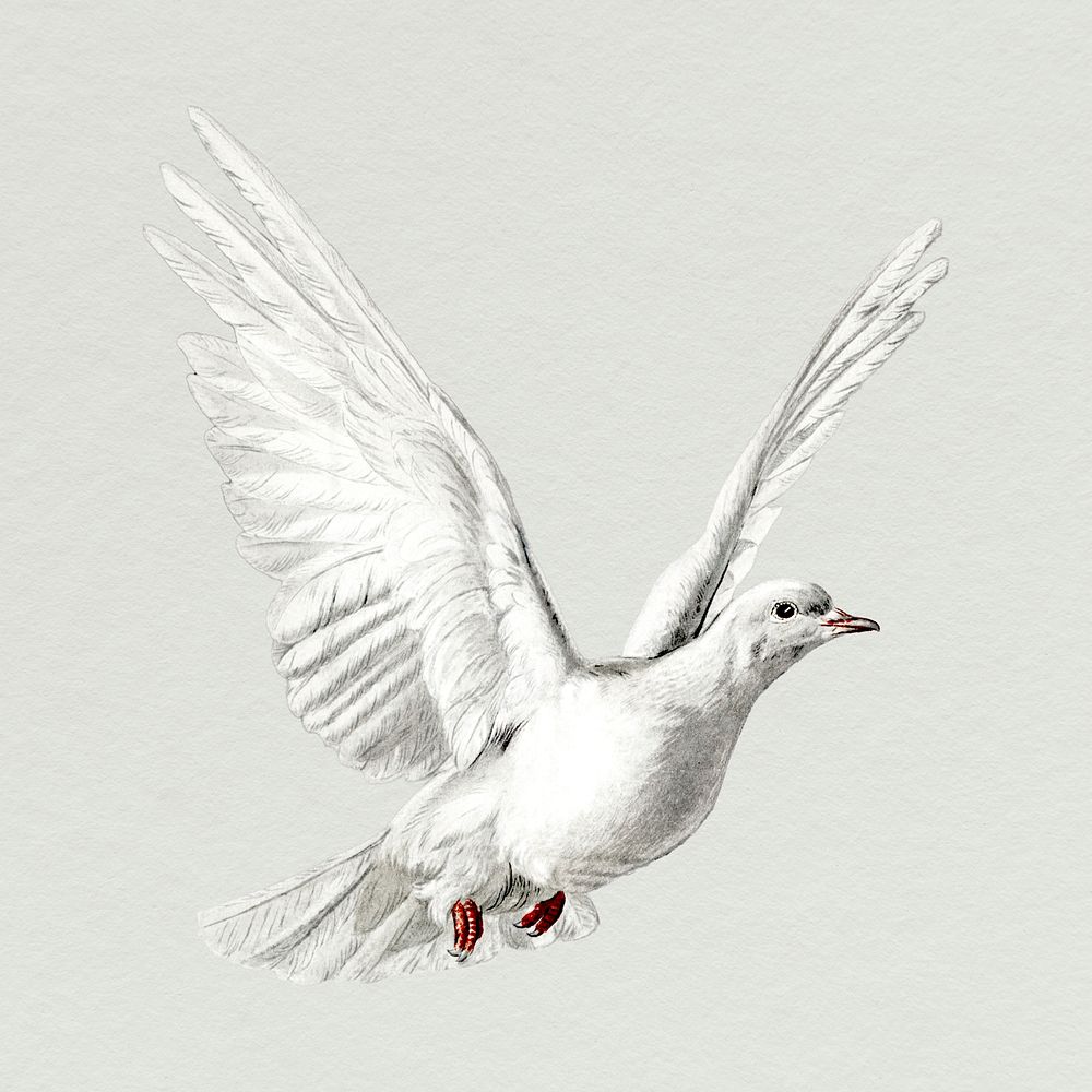 White dove, bird sticker, animal illustration psd