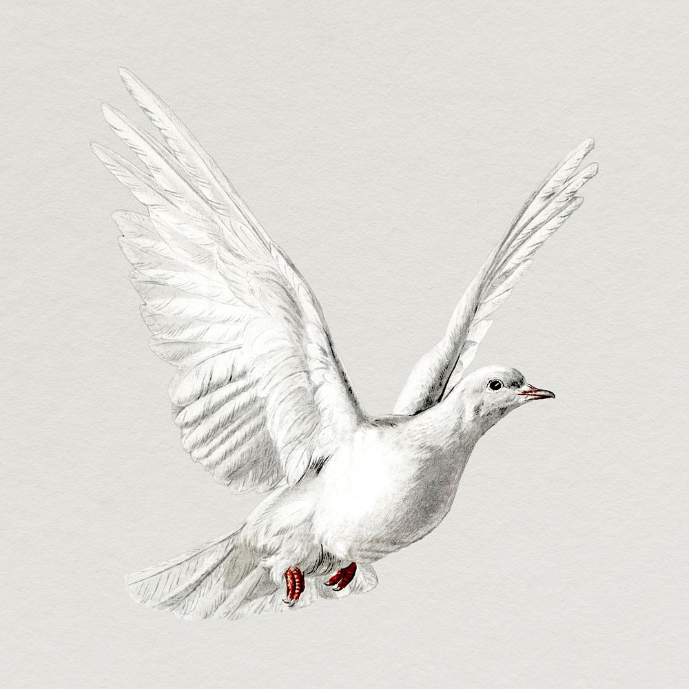 White dove, bird clipart, animal illustration