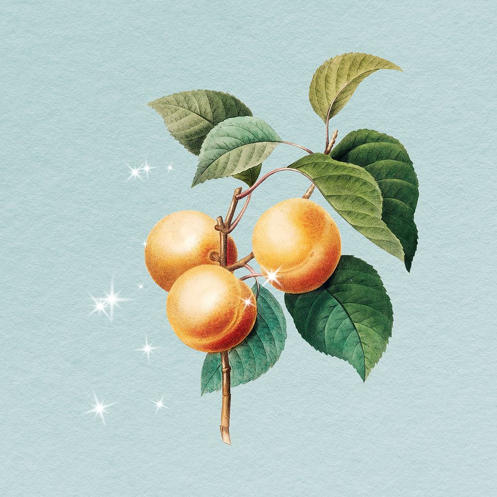 Peaches branch clipart, vintage fruit illustration psd