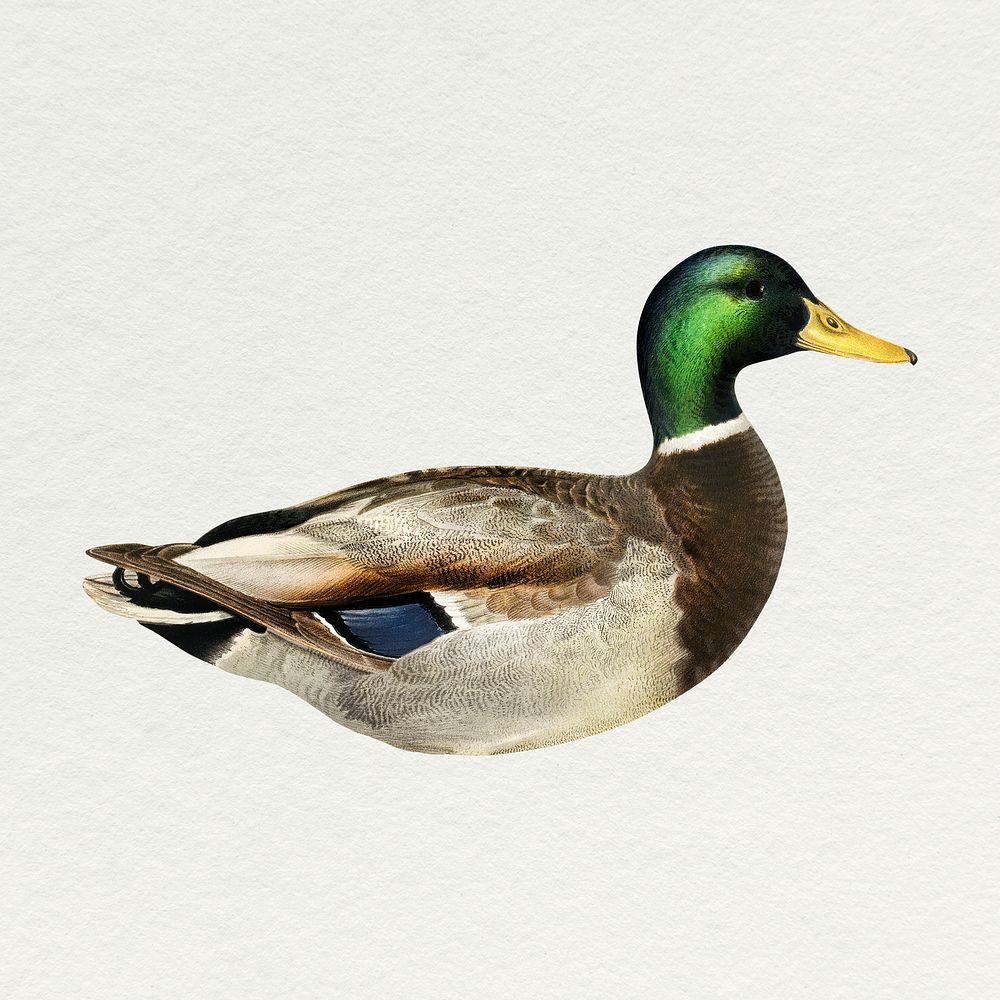 Mallard duck sticker, animal vintage illustration psd