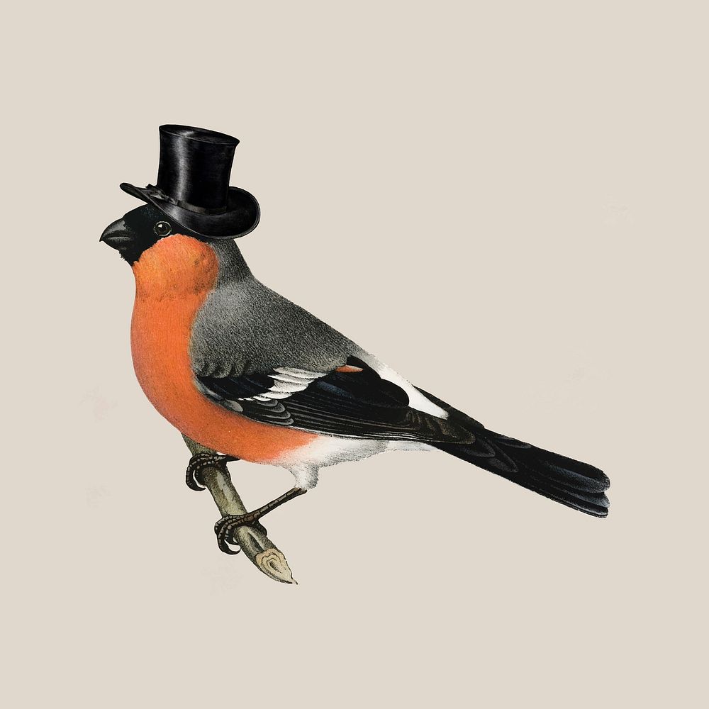 Bullfinch bird wearing top hat, animal illustration vector