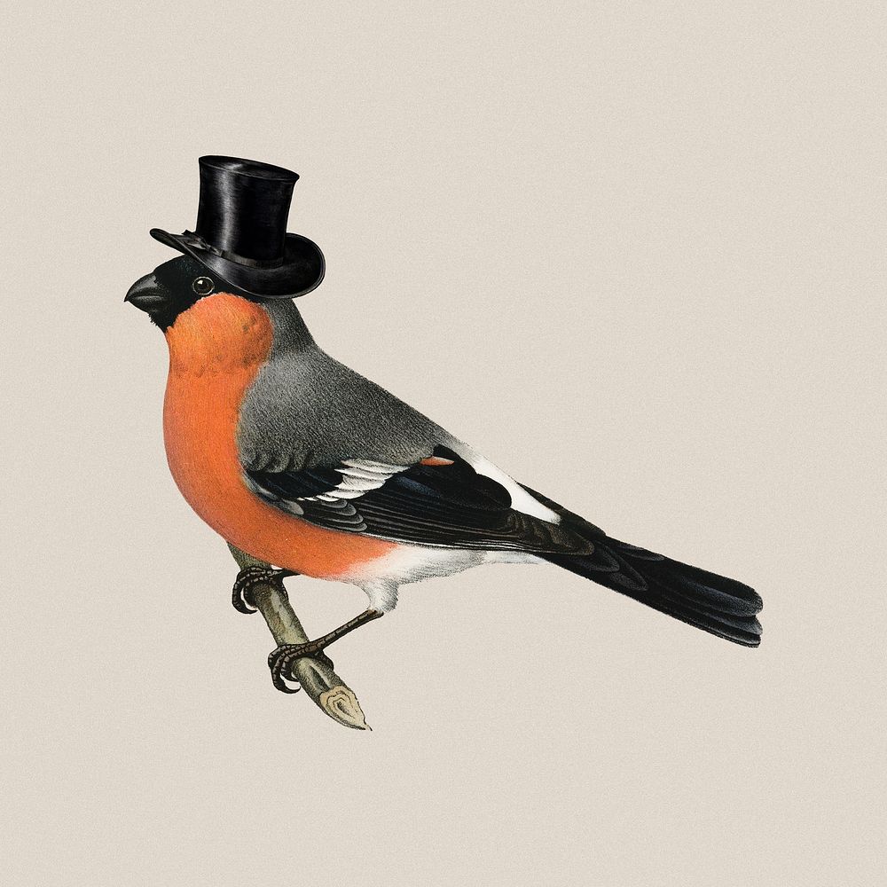 Bullfinch bird wearing top hat, animal illustration