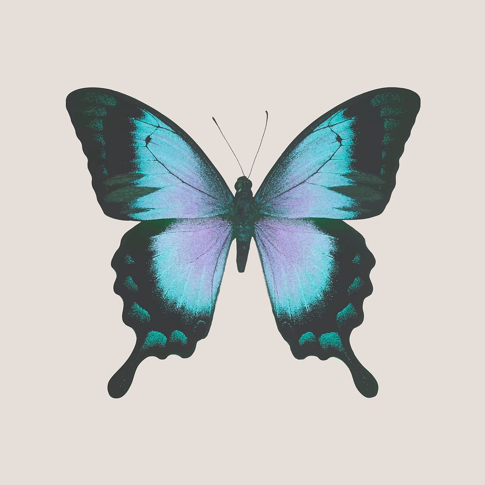 Blue Ulysses butterfly clipart, aesthetic insect illustration vector