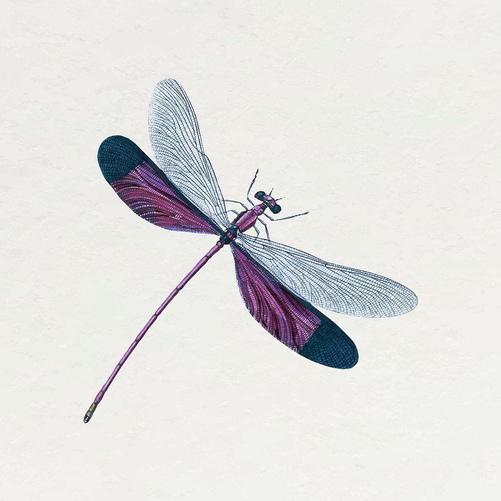 Purple dragonfly sticker, insect illustration vector