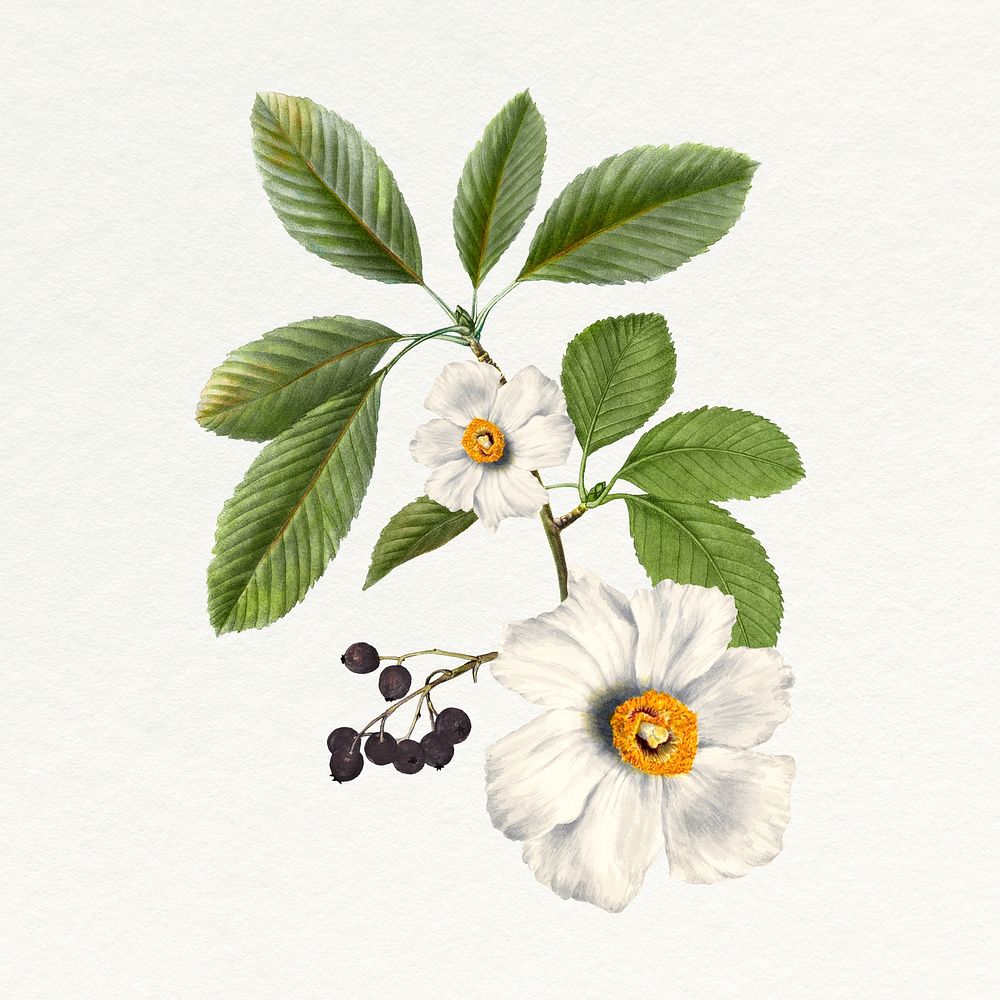 White poppy sticker, vintage flower illustration psd