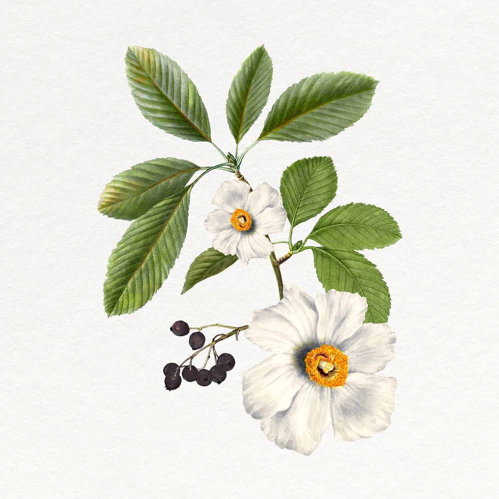 White poppy clipart, vintage flower illustration