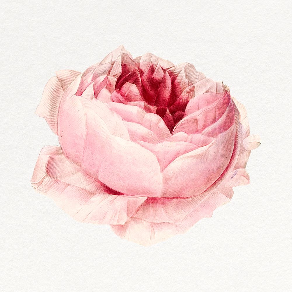 Pink peony clipart, vintage flower illustration