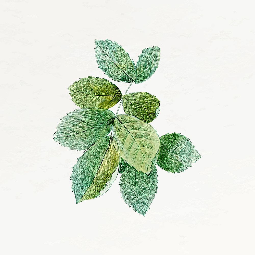 Rose leaf sticker, vintage botanical illustration vector