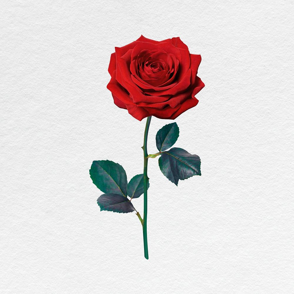 Red rose sticker, Valentine's flower psd