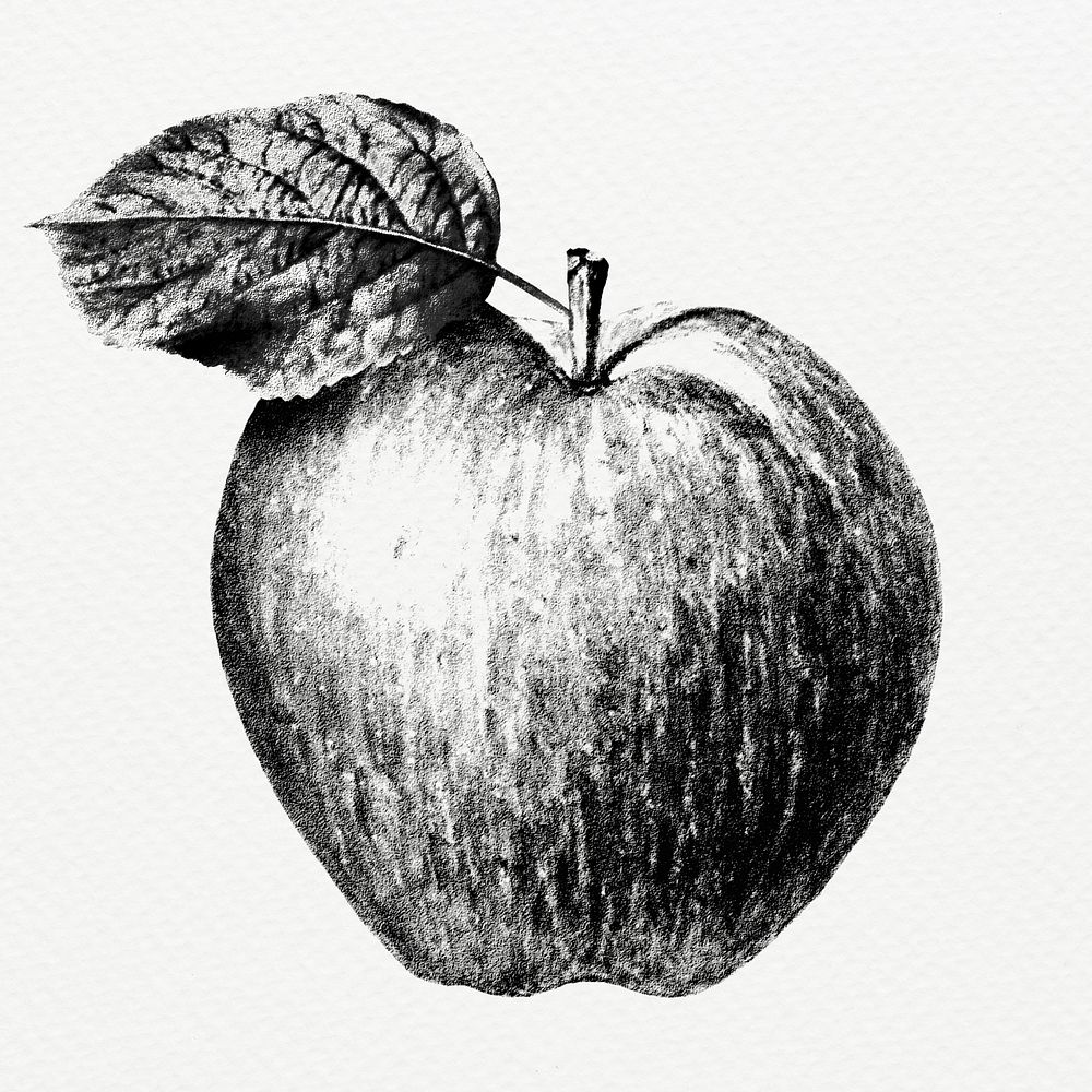 Monotone apple illustration sketch style 