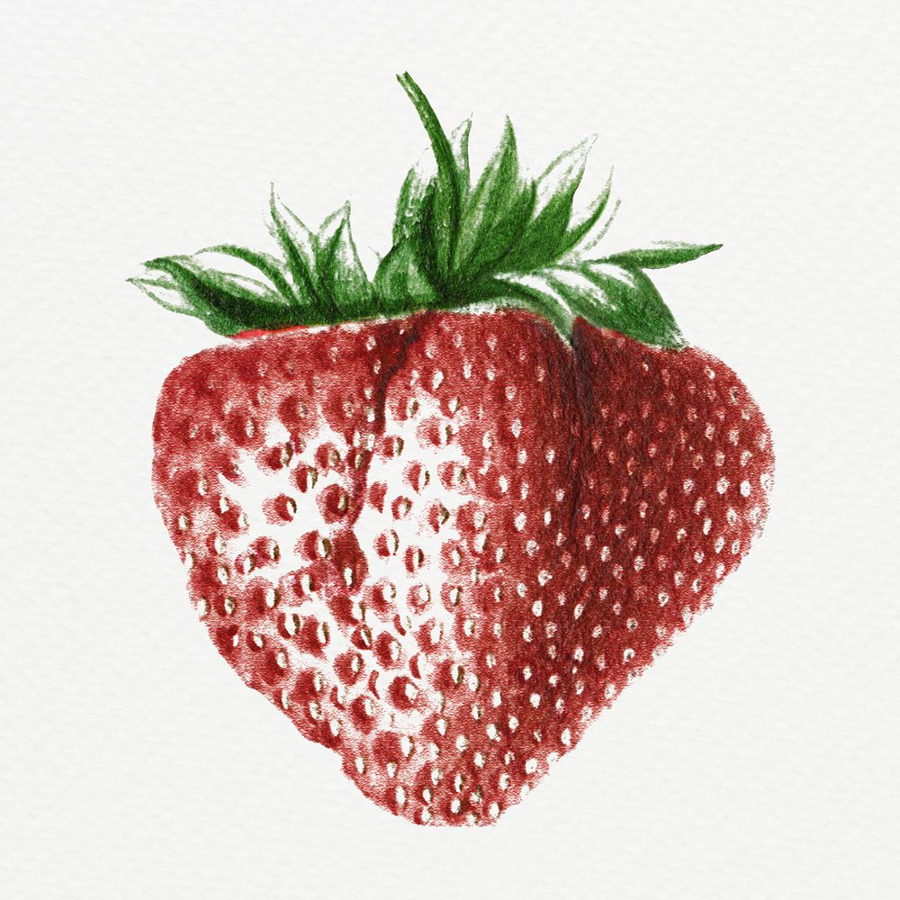 Hand colored strawberry design resource