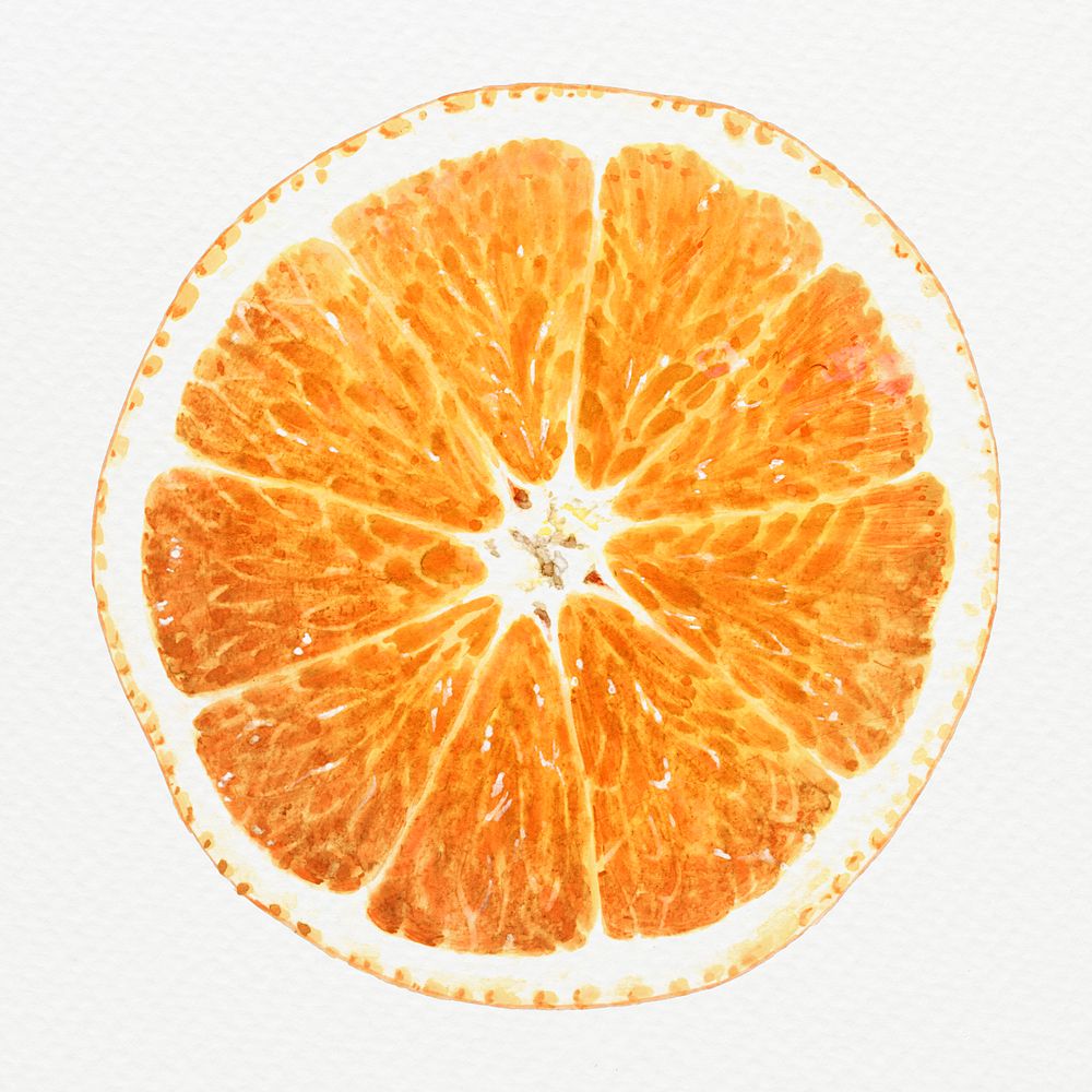 Hand drawn sliced orange illustration