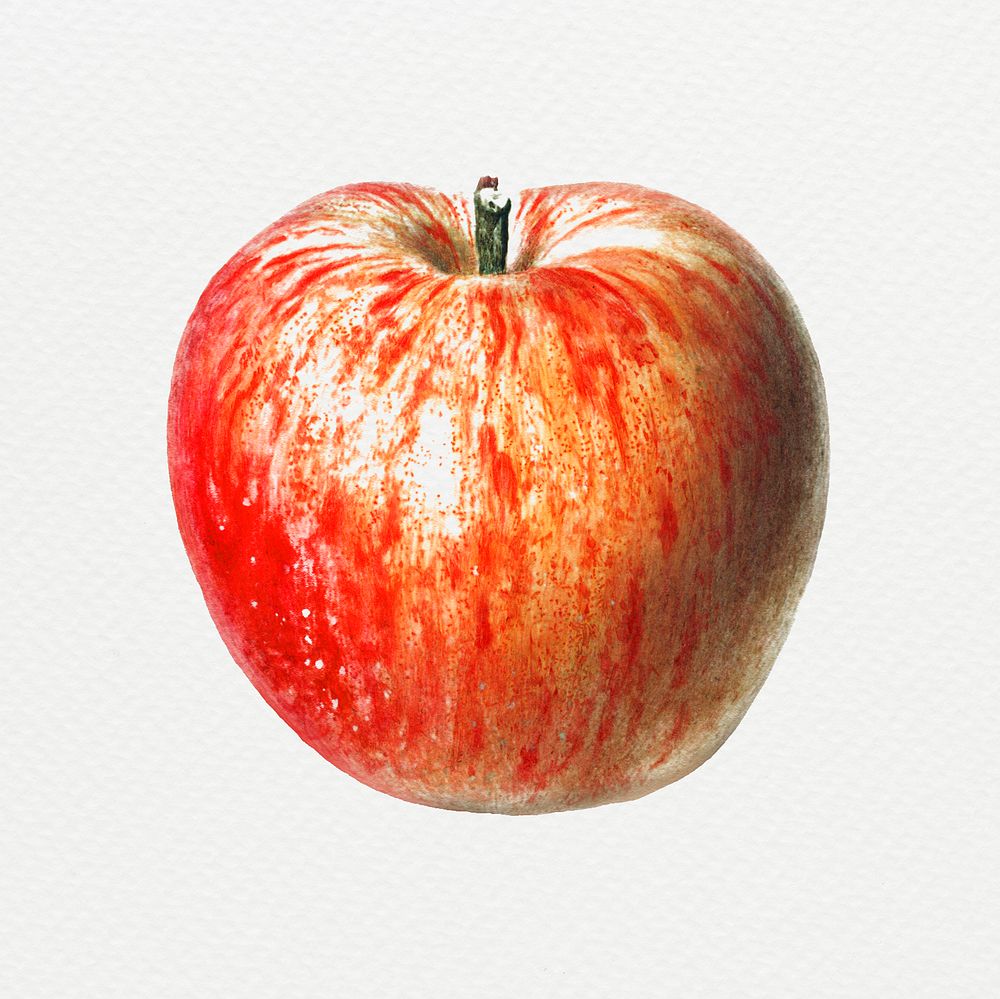 Hand drawn red apple design element