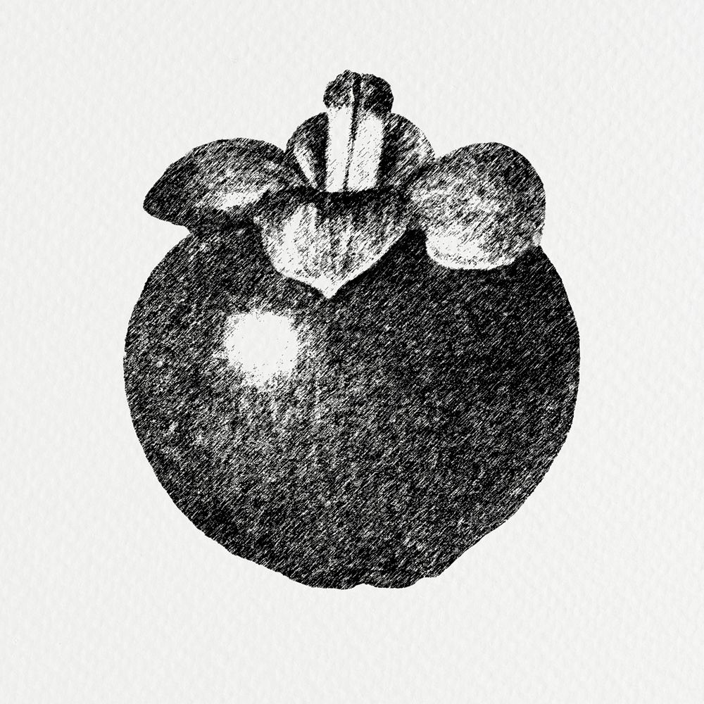 Hand drawn mangosteen fruit design element