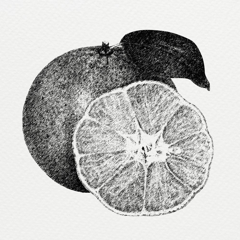 Hand drawn monotone orange fruit design element