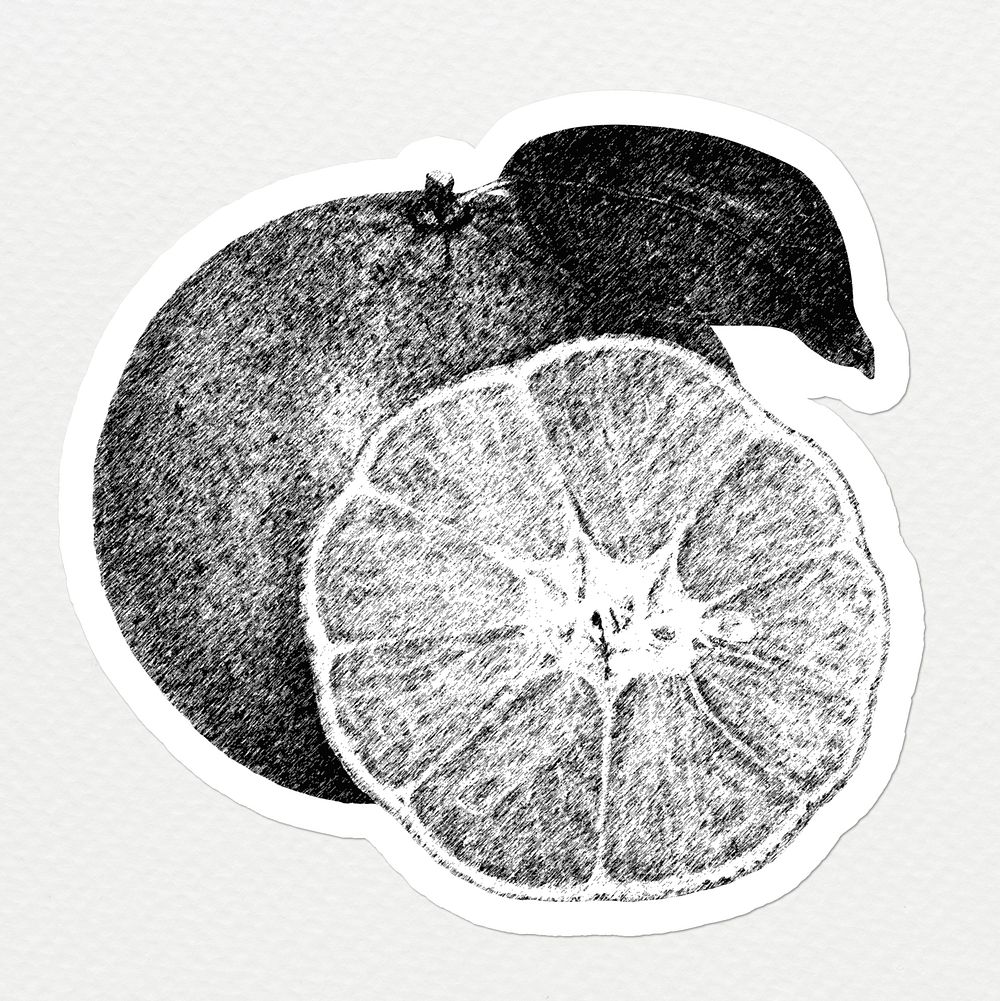 Hand drawn monotone orange fruit sticker with a white border